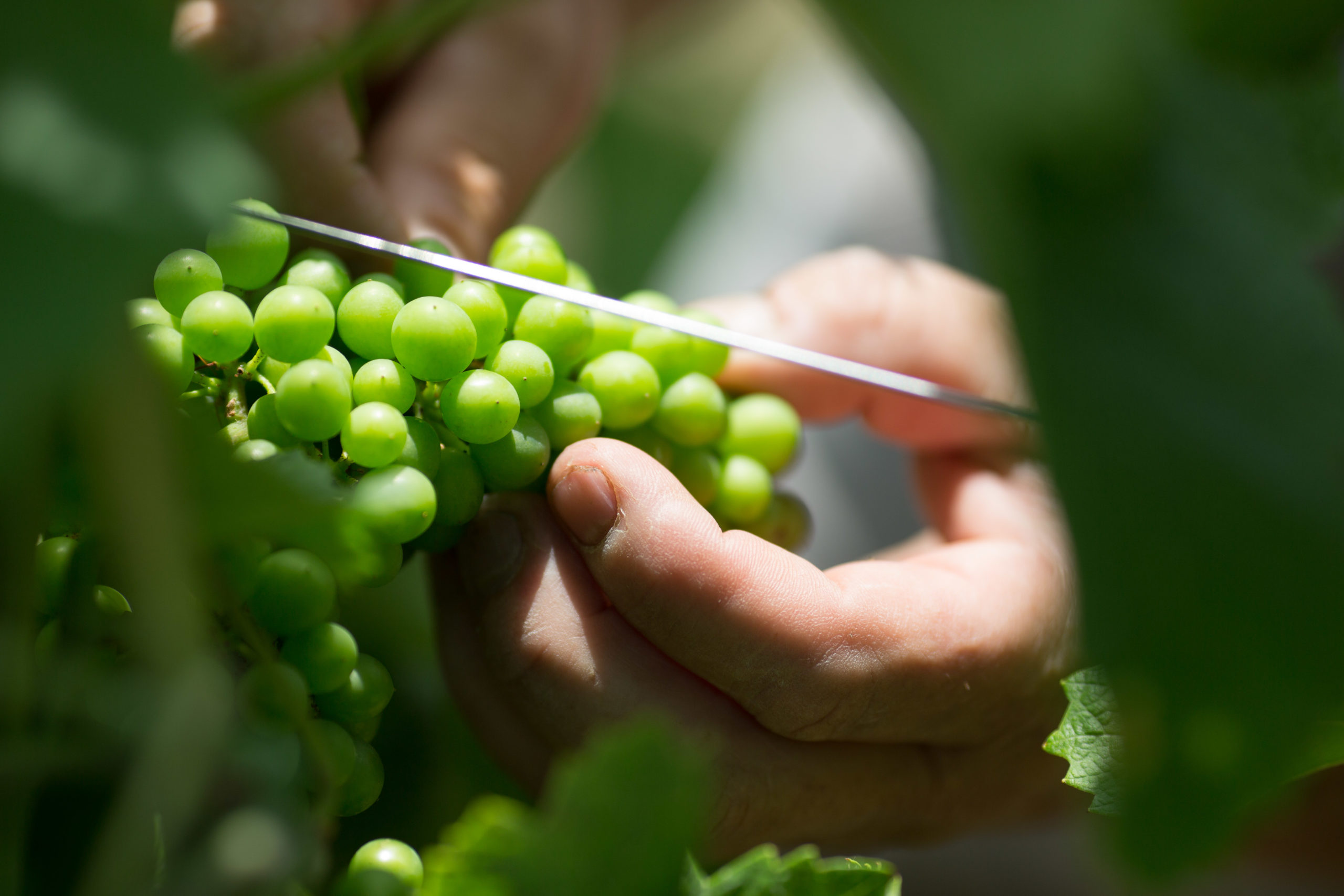 Raison sur vignes