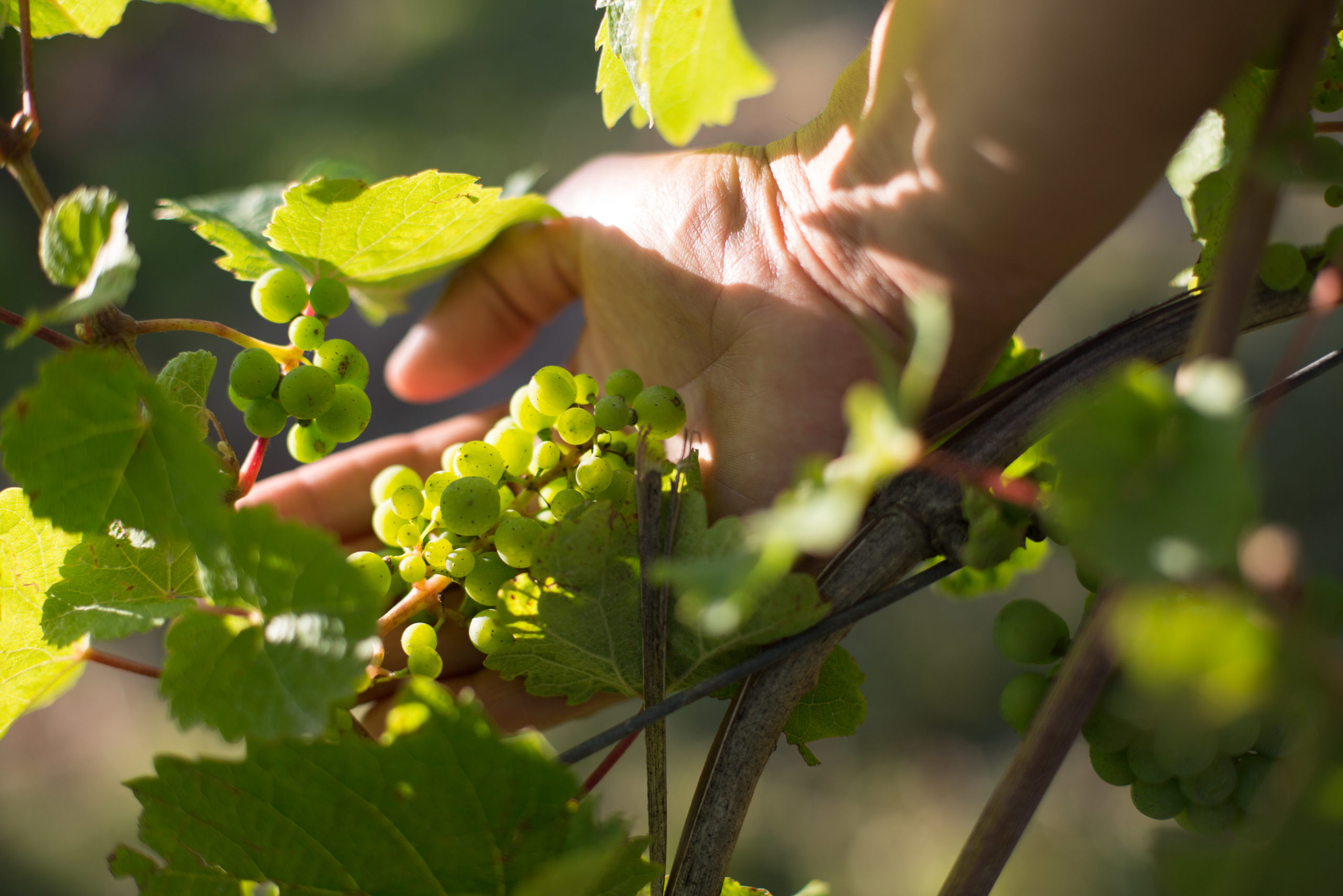 Raison blanc du domaine Vogt