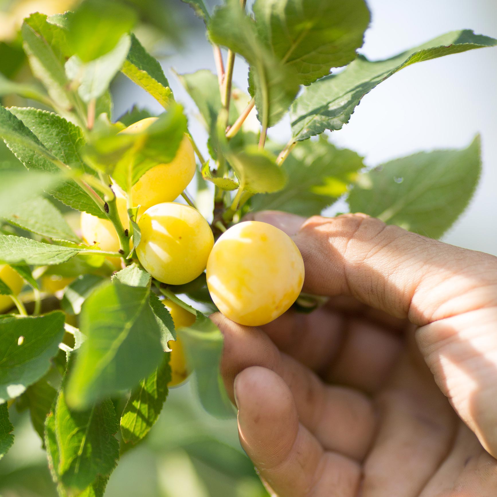 Mirabelles Dettling