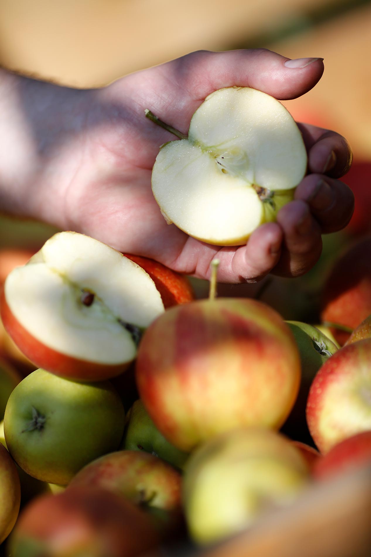 Pommes Vergers Hecky