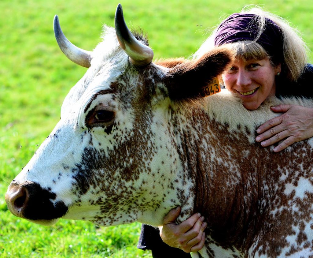 Vache ferme Humbert