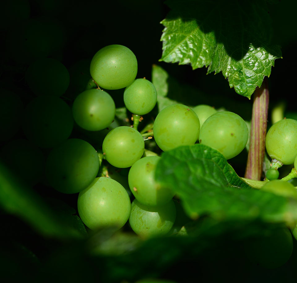 Raisin du domaine Bechtold