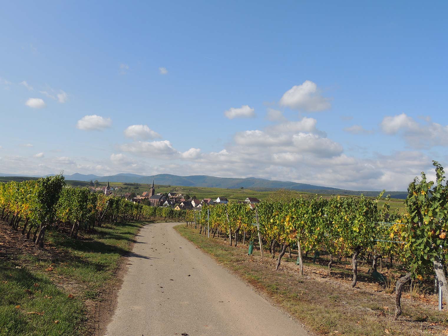 Vignes Domaine Anstotz