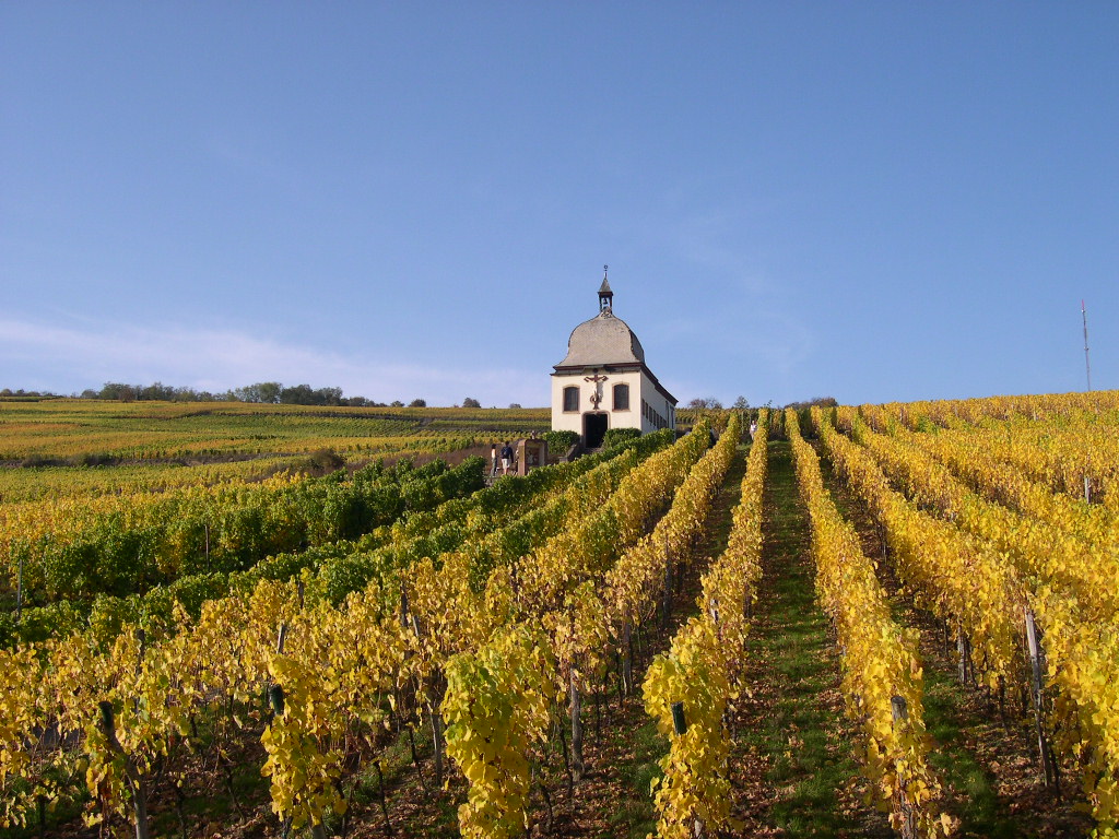 Vue sur les vignes du Domaine Muller